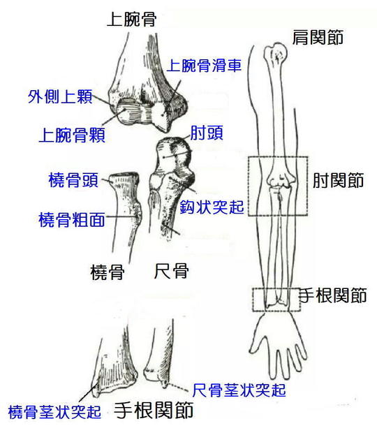 肘・手関節痛 - 鍼灸院・整体 はり・きゅう 快気院（十勝：幕別町