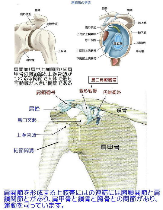 肩頚痛 - 鍼灸院・整体 はり・きゅう 快気院（十勝：幕別町・帯広市等）