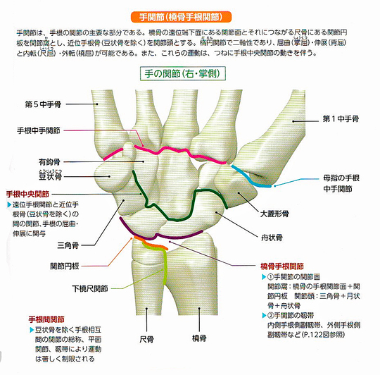 根 関節 手 橈骨 手関節の構造と手関節捻挫