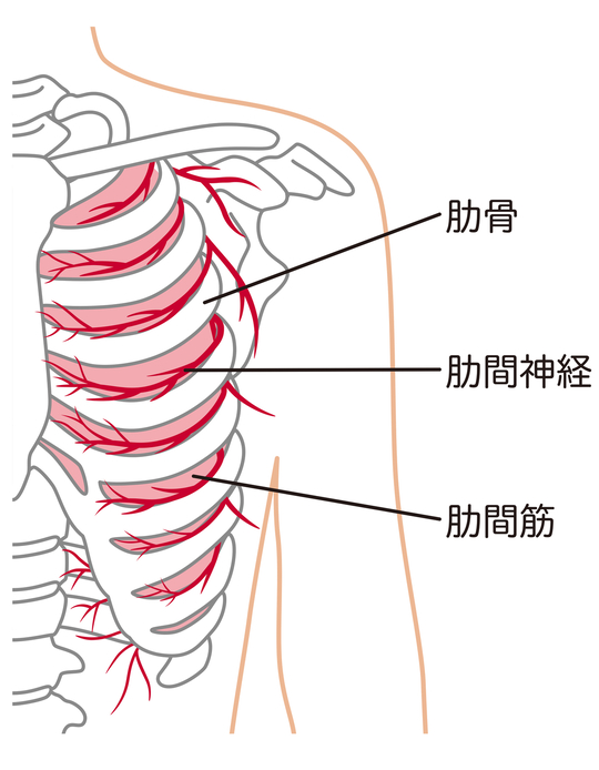 肋間神経痛 - 鍼灸院・整体 はり・きゅう 快気院（十勝：幕別町・帯広市等）