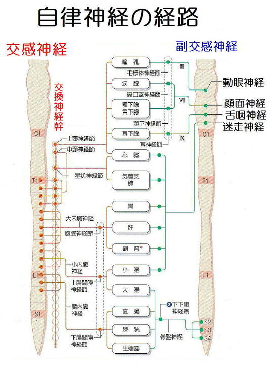 自律神経失調症 - 鍼灸院・整体 はり・きゅう 快気院（十勝：幕別町